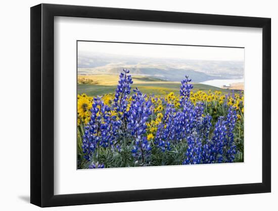 USA, Oregon, Columbia River Gorge, Landscape along the Gorge-Hollice Looney-Framed Photographic Print