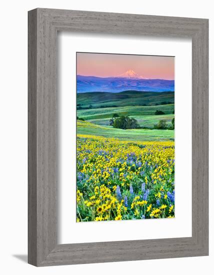 USA, Oregon, Columbia River Gorge landscape of field and Mt. Hood-Hollice Looney-Framed Photographic Print