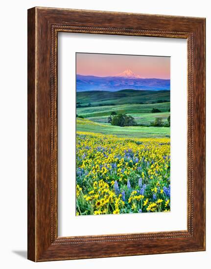 USA, Oregon, Columbia River Gorge landscape of field and Mt. Hood-Hollice Looney-Framed Photographic Print