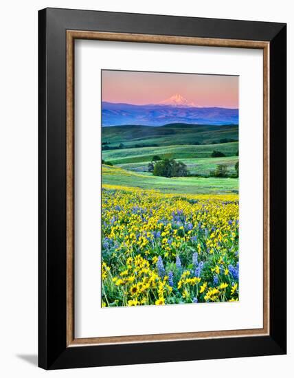 USA, Oregon, Columbia River Gorge landscape of field and Mt. Hood-Hollice Looney-Framed Photographic Print