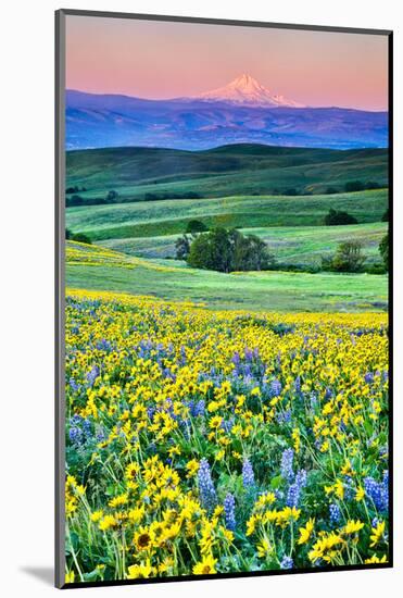 USA, Oregon, Columbia River Gorge landscape of field and Mt. Hood-Hollice Looney-Mounted Photographic Print