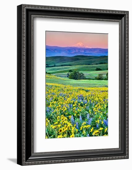 USA, Oregon, Columbia River Gorge landscape of field and Mt. Hood-Hollice Looney-Framed Photographic Print