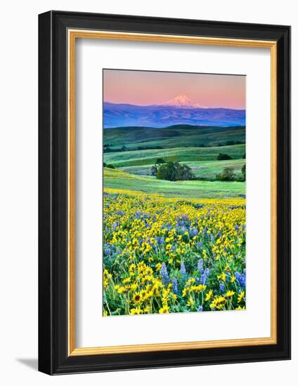 USA, Oregon, Columbia River Gorge landscape of field and Mt. Hood-Hollice Looney-Framed Photographic Print