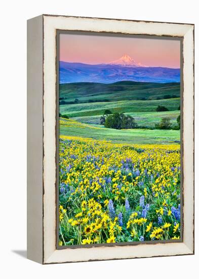 USA, Oregon, Columbia River Gorge landscape of field and Mt. Hood-Hollice Looney-Framed Premier Image Canvas