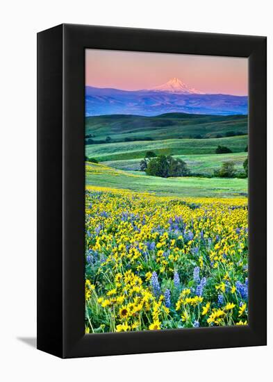 USA, Oregon, Columbia River Gorge landscape of field and Mt. Hood-Hollice Looney-Framed Premier Image Canvas