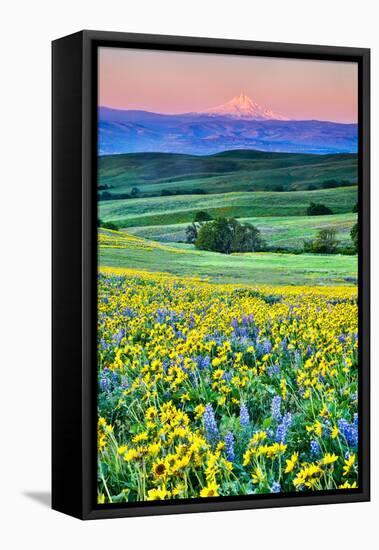 USA, Oregon, Columbia River Gorge landscape of field and Mt. Hood-Hollice Looney-Framed Premier Image Canvas