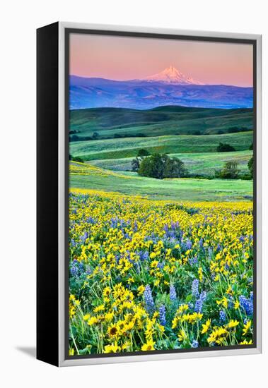 USA, Oregon, Columbia River Gorge landscape of field and Mt. Hood-Hollice Looney-Framed Premier Image Canvas