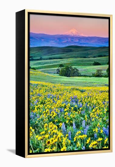 USA, Oregon, Columbia River Gorge landscape of field and Mt. Hood-Hollice Looney-Framed Premier Image Canvas