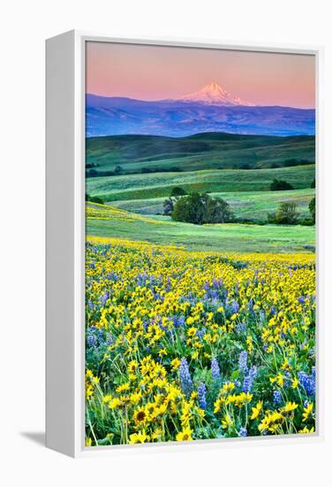 USA, Oregon, Columbia River Gorge landscape of field and Mt. Hood-Hollice Looney-Framed Premier Image Canvas