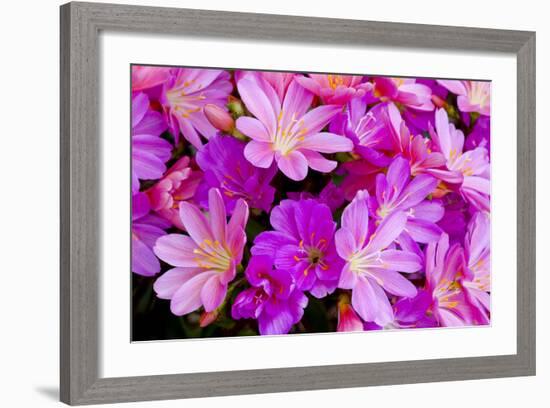 USA, Oregon. Columbian Lewisia Flowers Close-up-Jean Carter-Framed Photographic Print