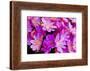 USA, Oregon. Columbian Lewisia Flowers Close-up-Jean Carter-Framed Photographic Print