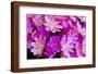 USA, Oregon. Columbian Lewisia Flowers Close-up-Jean Carter-Framed Photographic Print