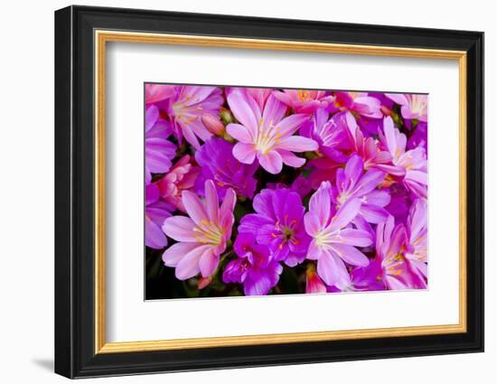 USA, Oregon. Columbian Lewisia Flowers Close-up-Jean Carter-Framed Photographic Print