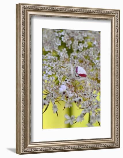 USA, Oregon. Crab Spider on Wild Carrot Bloom-Steve Terrill-Framed Photographic Print