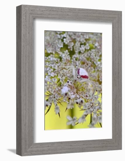 USA, Oregon. Crab Spider on Wild Carrot Bloom-Steve Terrill-Framed Photographic Print