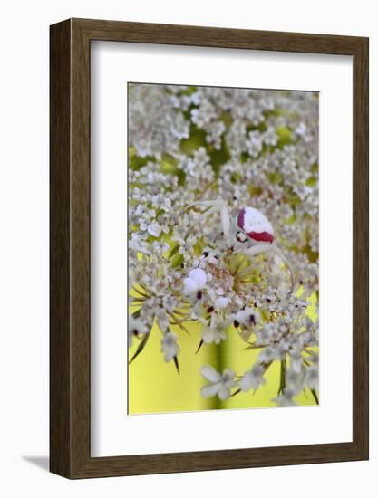 USA, Oregon. Crab Spider on Wild Carrot Bloom-Steve Terrill-Framed Photographic Print