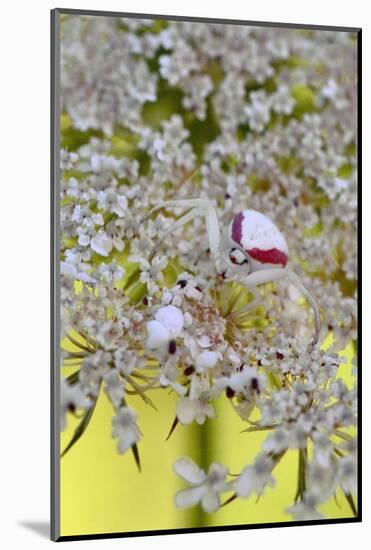 USA, Oregon. Crab Spider on Wild Carrot Bloom-Steve Terrill-Mounted Photographic Print