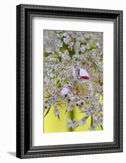 USA, Oregon. Crab Spider on Wild Carrot Bloom-Steve Terrill-Framed Photographic Print