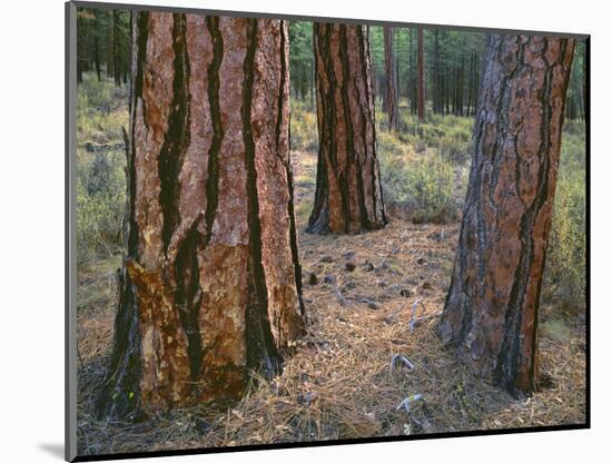 USA, Oregon, Deschutes National Forest. Trunks of mature ponderosa pine in autumn, Metolius Valley.-John Barger-Mounted Photographic Print