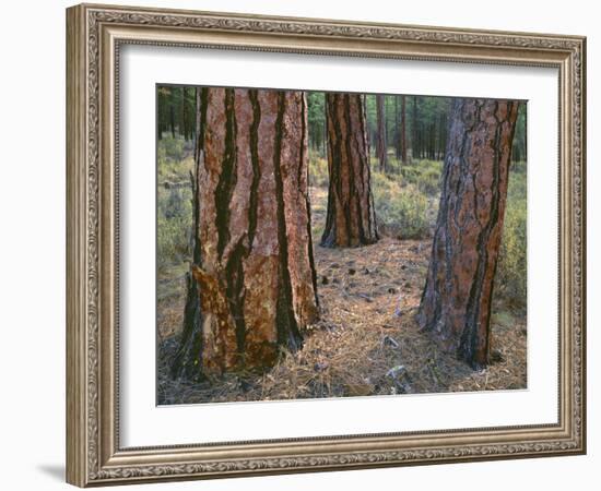 USA, Oregon, Deschutes National Forest. Trunks of mature ponderosa pine in autumn, Metolius Valley.-John Barger-Framed Photographic Print