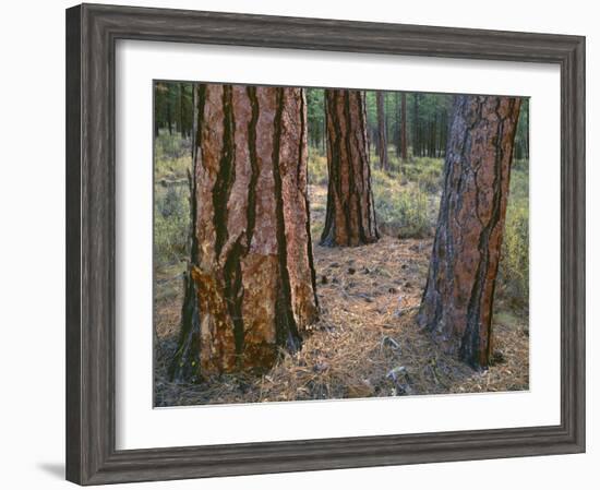 USA, Oregon, Deschutes National Forest. Trunks of mature ponderosa pine in autumn, Metolius Valley.-John Barger-Framed Photographic Print