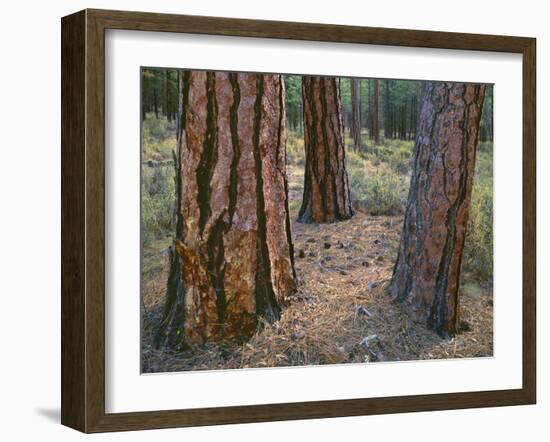 USA, Oregon, Deschutes National Forest. Trunks of mature ponderosa pine in autumn, Metolius Valley.-John Barger-Framed Photographic Print