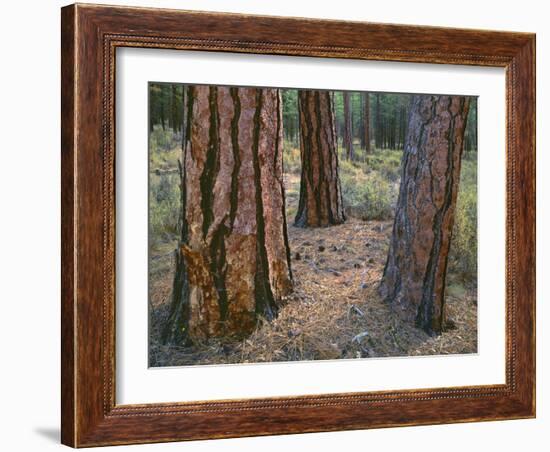 USA, Oregon, Deschutes National Forest. Trunks of mature ponderosa pine in autumn, Metolius Valley.-John Barger-Framed Photographic Print