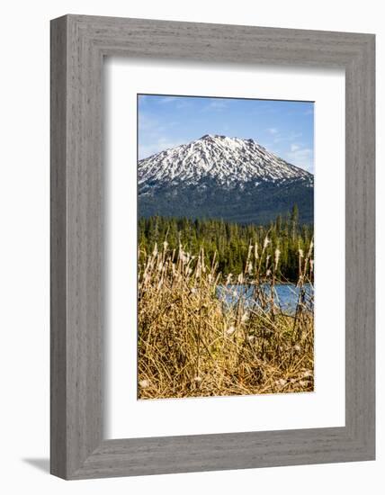 USA, Oregon. Deschutes River Basin, Lava Lake, cattails and Mt. Bachelor.-Alison Jones-Framed Photographic Print