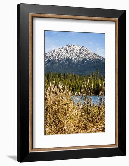 USA, Oregon. Deschutes River Basin, Lava Lake, cattails and Mt. Bachelor.-Alison Jones-Framed Photographic Print