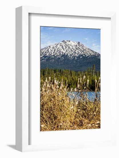 USA, Oregon. Deschutes River Basin, Lava Lake, cattails and Mt. Bachelor.-Alison Jones-Framed Photographic Print