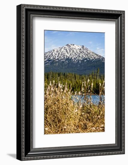 USA, Oregon. Deschutes River Basin, Lava Lake, cattails and Mt. Bachelor.-Alison Jones-Framed Photographic Print