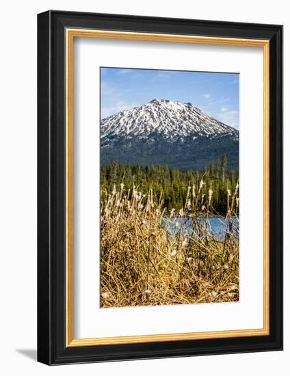 USA, Oregon. Deschutes River Basin, Lava Lake, cattails and Mt. Bachelor.-Alison Jones-Framed Photographic Print