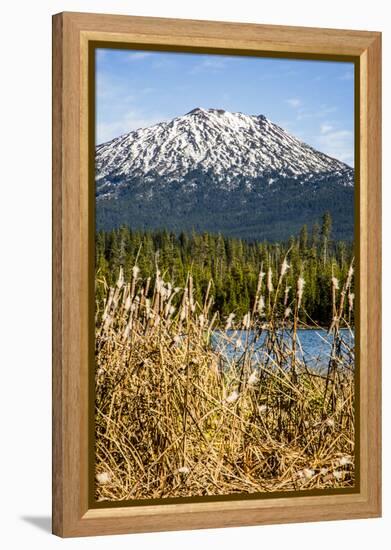 USA, Oregon. Deschutes River Basin, Lava Lake, cattails and Mt. Bachelor.-Alison Jones-Framed Premier Image Canvas