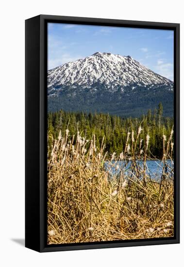 USA, Oregon. Deschutes River Basin, Lava Lake, cattails and Mt. Bachelor.-Alison Jones-Framed Premier Image Canvas