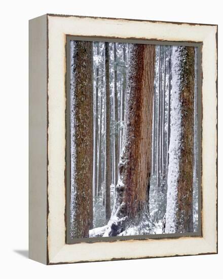 USA, Oregon, Drift Creek Wilderness. Snow on Douglas Fir Trees-Jaynes Gallery-Framed Premier Image Canvas