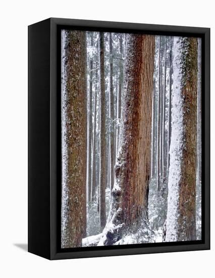 USA, Oregon, Drift Creek Wilderness. Snow on Douglas Fir Trees-Jaynes Gallery-Framed Premier Image Canvas