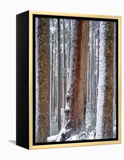 USA, Oregon, Drift Creek Wilderness. Snow on Douglas Fir Trees-Jaynes Gallery-Framed Premier Image Canvas