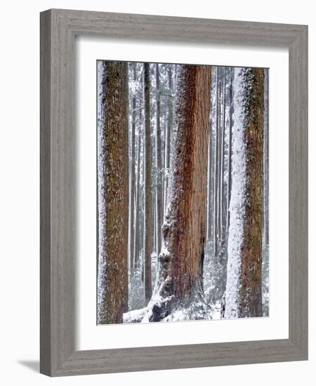 USA, Oregon, Drift Creek Wilderness. Snow on Douglas Fir Trees-Jaynes Gallery-Framed Photographic Print