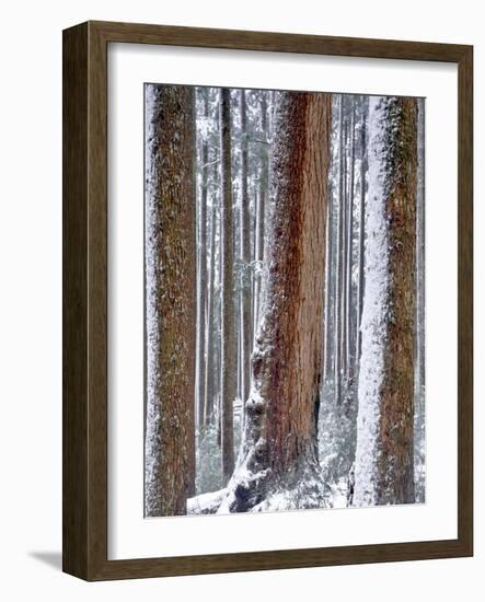 USA, Oregon, Drift Creek Wilderness. Snow on Douglas Fir Trees-Jaynes Gallery-Framed Photographic Print