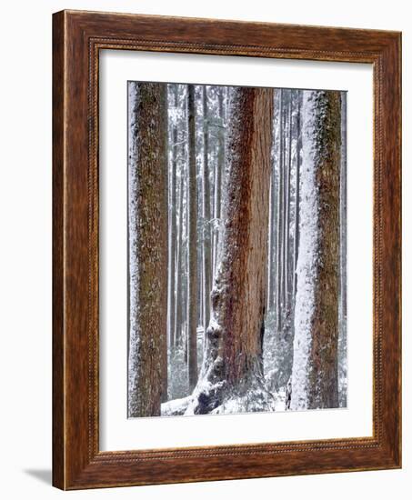 USA, Oregon, Drift Creek Wilderness. Snow on Douglas Fir Trees-Jaynes Gallery-Framed Photographic Print