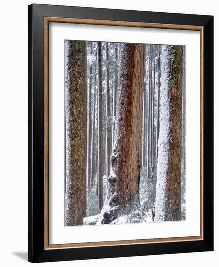 USA, Oregon, Drift Creek Wilderness. Snow on Douglas Fir Trees-Jaynes Gallery-Framed Photographic Print