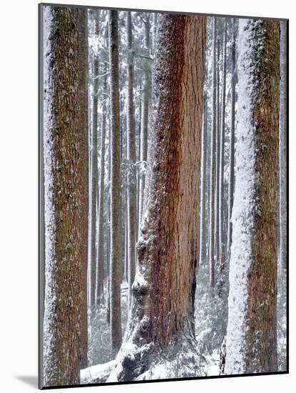 USA, Oregon, Drift Creek Wilderness. Snow on Douglas Fir Trees-Jaynes Gallery-Mounted Photographic Print