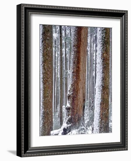 USA, Oregon, Drift Creek Wilderness. Snow on Douglas Fir Trees-Jaynes Gallery-Framed Photographic Print