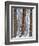 USA, Oregon, Drift Creek Wilderness. Snow on Douglas Fir Trees-Jaynes Gallery-Framed Photographic Print