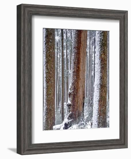 USA, Oregon, Drift Creek Wilderness. Snow on Douglas Fir Trees-Jaynes Gallery-Framed Photographic Print