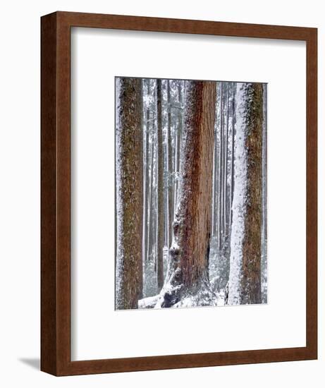 USA, Oregon, Drift Creek Wilderness. Snow on Douglas Fir Trees-Jaynes Gallery-Framed Photographic Print