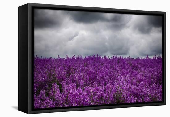 USA, Oregon, Farming in the Willamette Valley of Oregon with Dames Rocket Plants in Full Bloom-Terry Eggers-Framed Premier Image Canvas