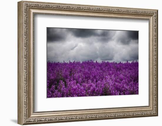 USA, Oregon, Farming in the Willamette Valley of Oregon with Dames Rocket Plants in Full Bloom-Terry Eggers-Framed Photographic Print