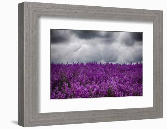 USA, Oregon, Farming in the Willamette Valley of Oregon with Dames Rocket Plants in Full Bloom-Terry Eggers-Framed Photographic Print