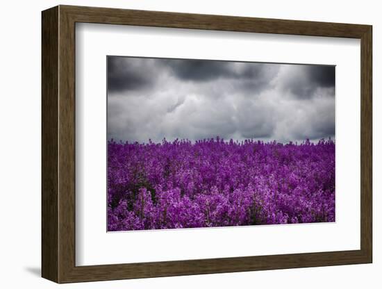 USA, Oregon, Farming in the Willamette Valley of Oregon with Dames Rocket Plants in Full Bloom-Terry Eggers-Framed Photographic Print